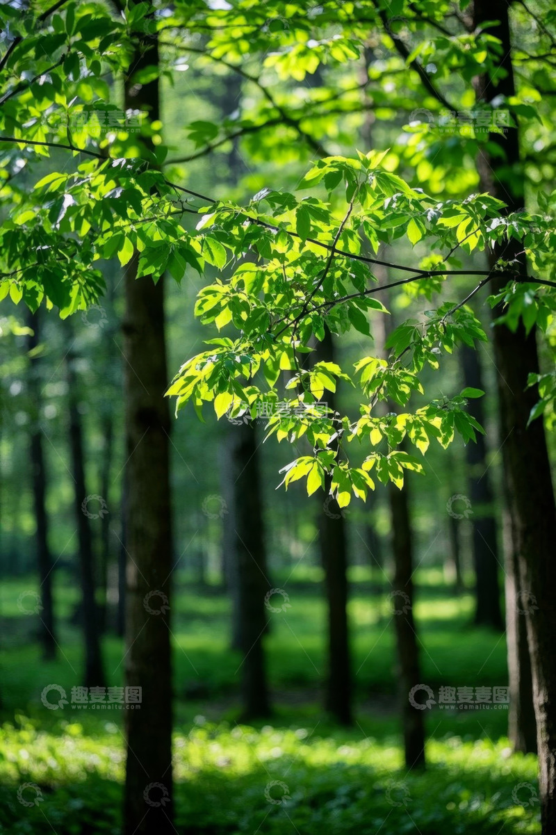 高清大图下载【趣麦麦图】阳光照耀下的森林绿叶景象