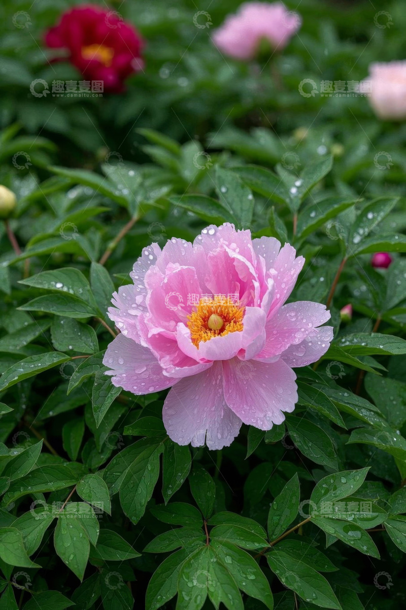 高清大图下载【趣麦麦图】带水珠的盛开粉色牡丹花