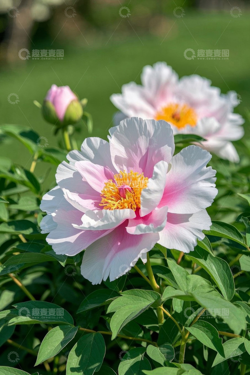 高清大图下载【趣麦麦图】盛开的粉色牡丹花特写