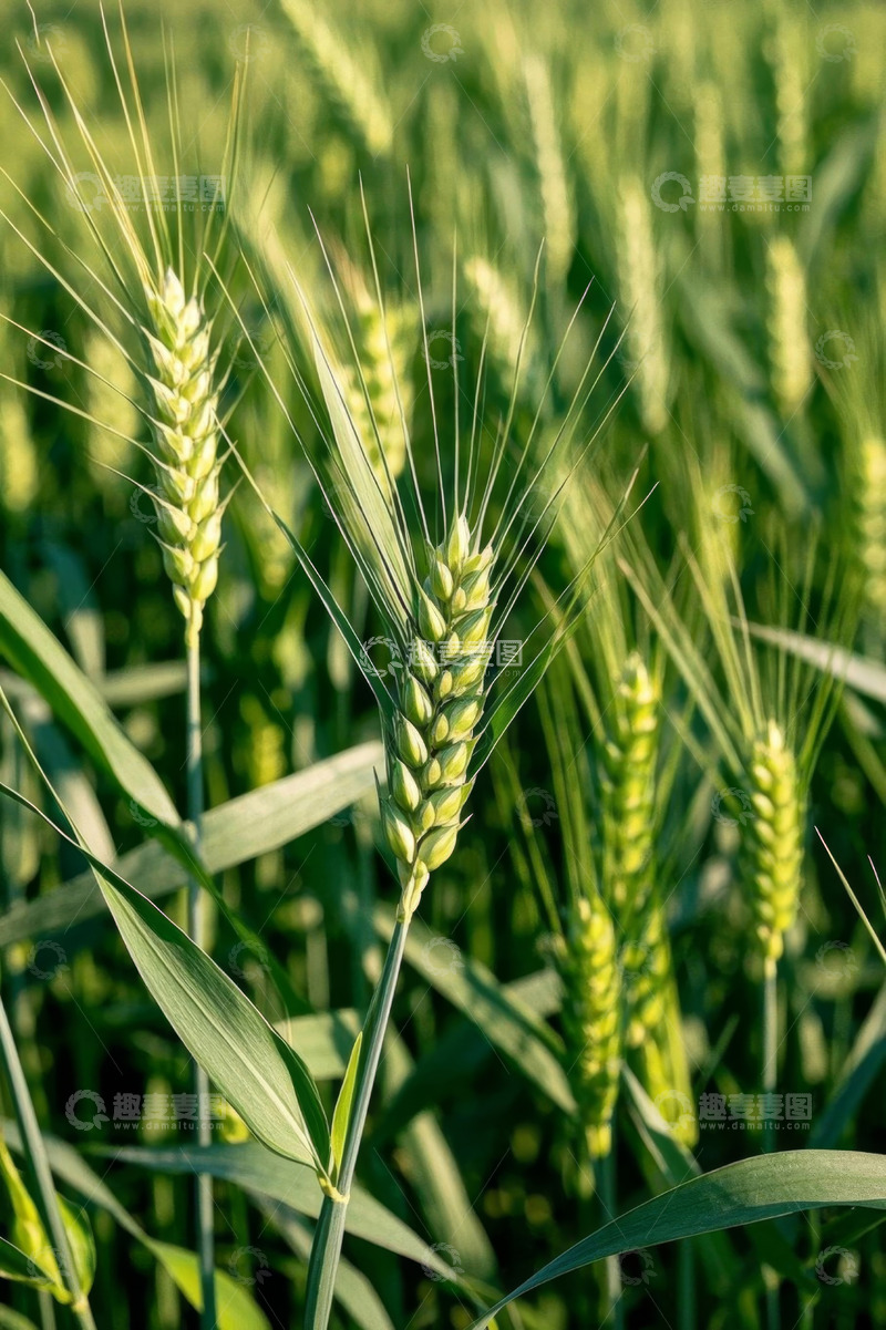 高清大图下载【趣麦麦图】成熟的小麦麦穗特写