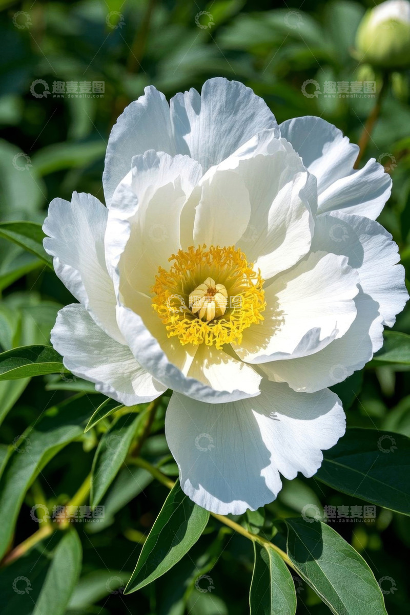 高清大图下载【趣麦麦图】盛开的白色牡丹花特写
