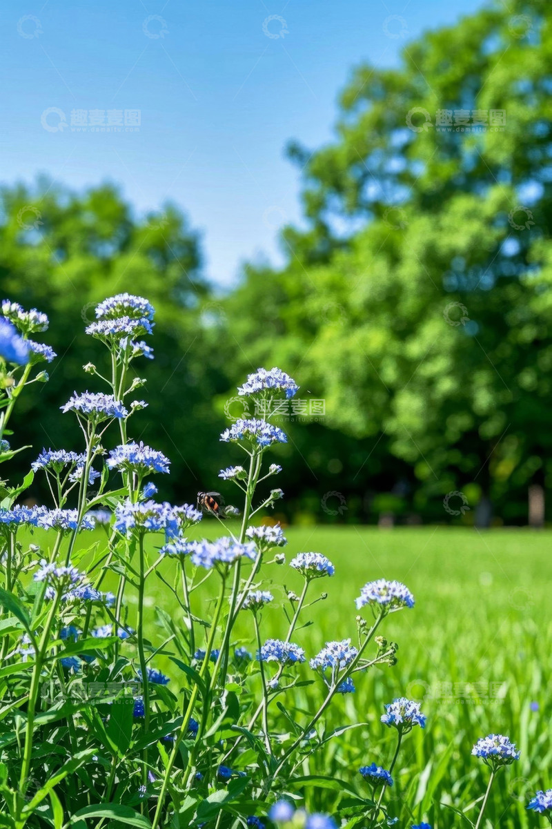 高清大图下载【趣麦麦图】蓝花绿草自然风景