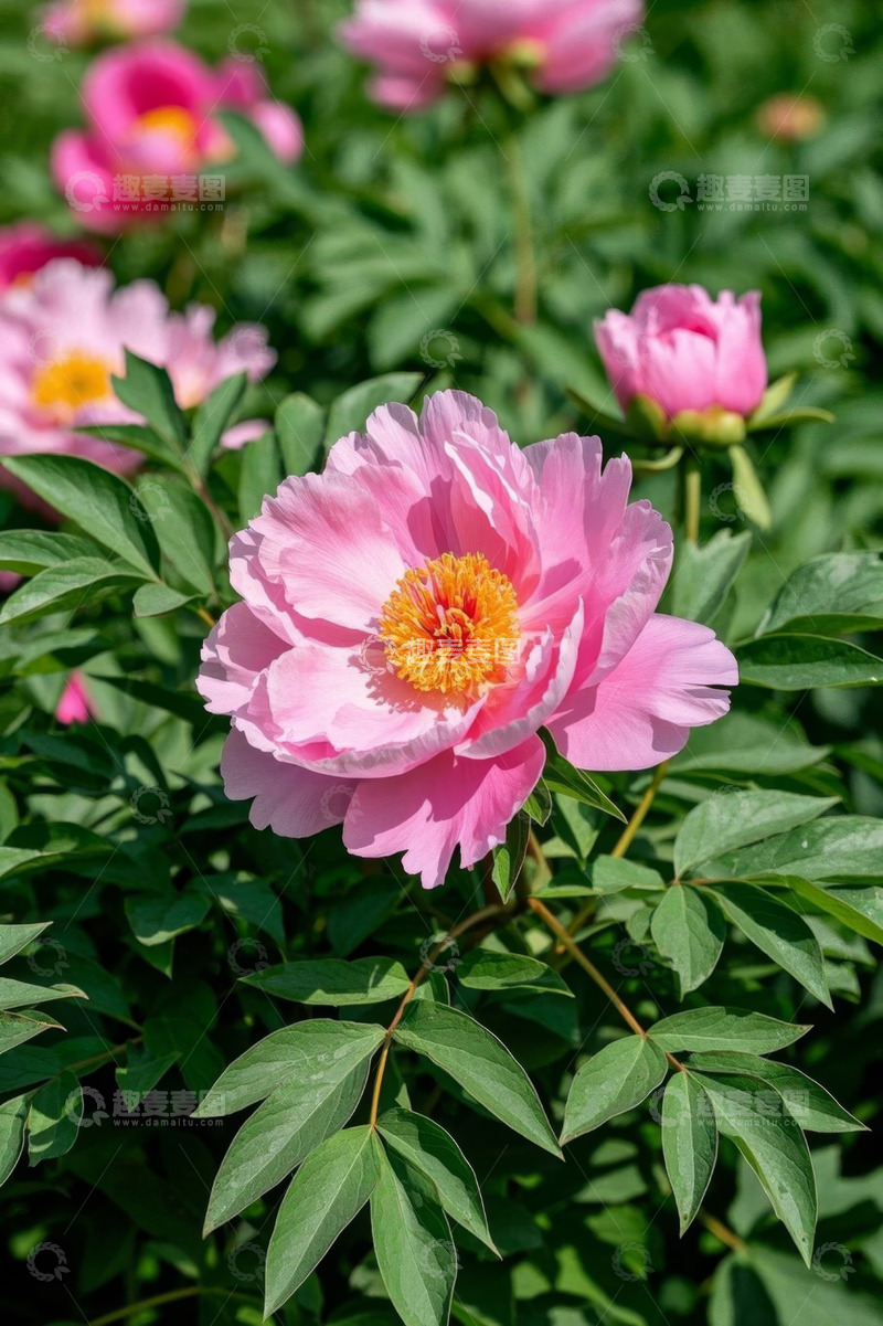 高清大图下载【趣麦麦图】盛开的粉色牡丹花