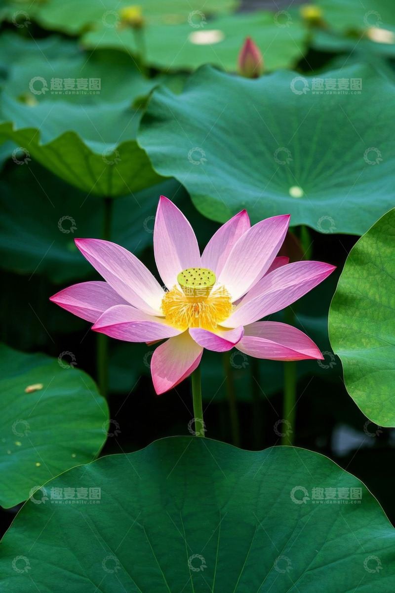 高清大图下载【趣麦麦图】盛开的荷花与荷叶