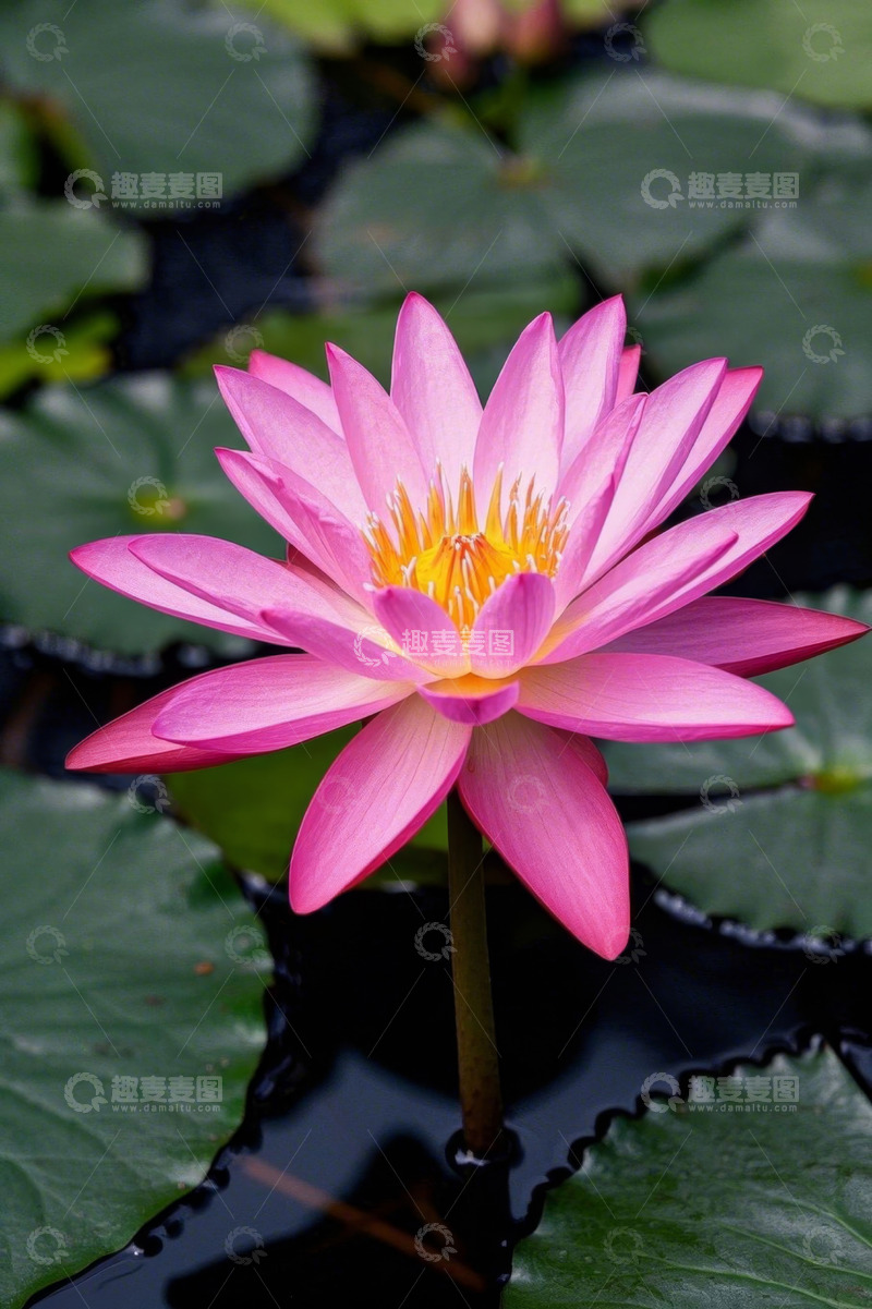 高清大图下载【趣麦麦图】粉色睡莲特写