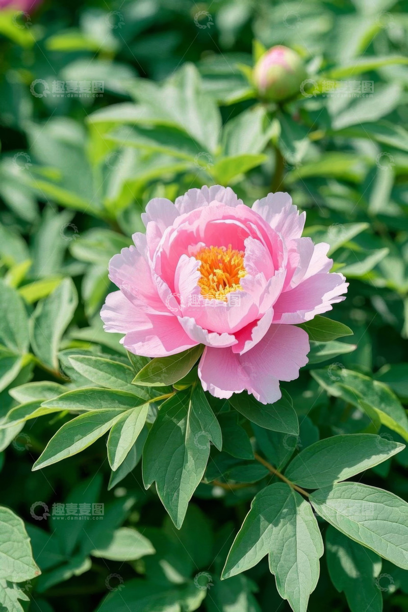 高清大图下载【趣麦麦图】盛开的粉色牡丹花