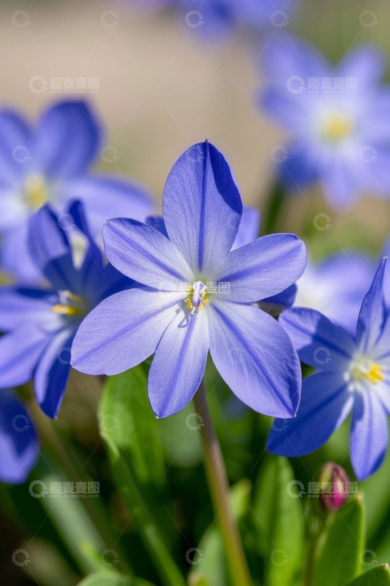 高清大图下载【趣麦麦图】蓝色小花特写