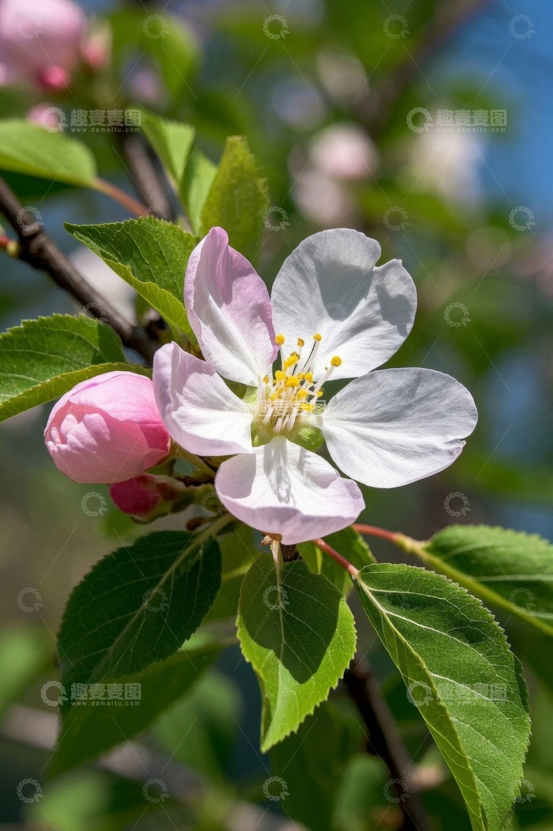 高清大图下载【趣麦麦图】特写绽放的粉色花朵