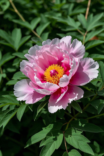 盛开的粉色牡丹花