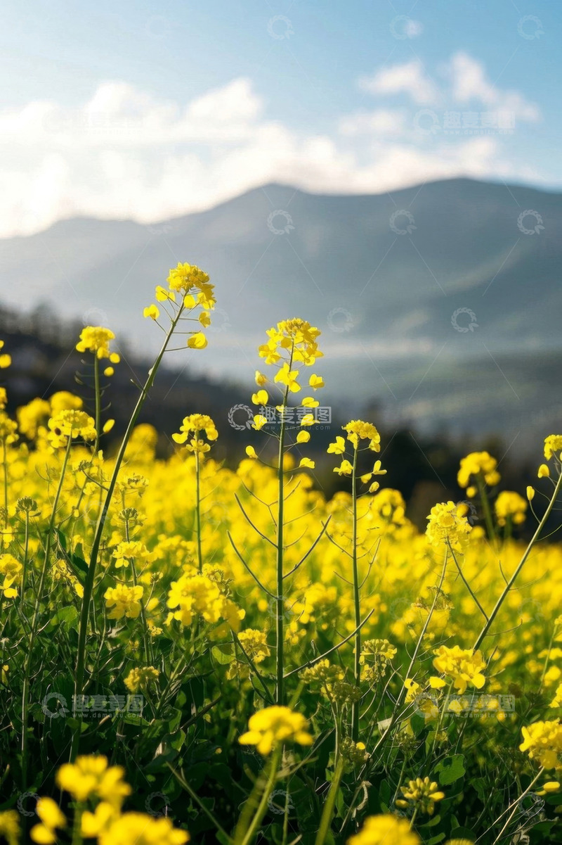高清大图下载【趣麦麦图】油菜花海与远山风景