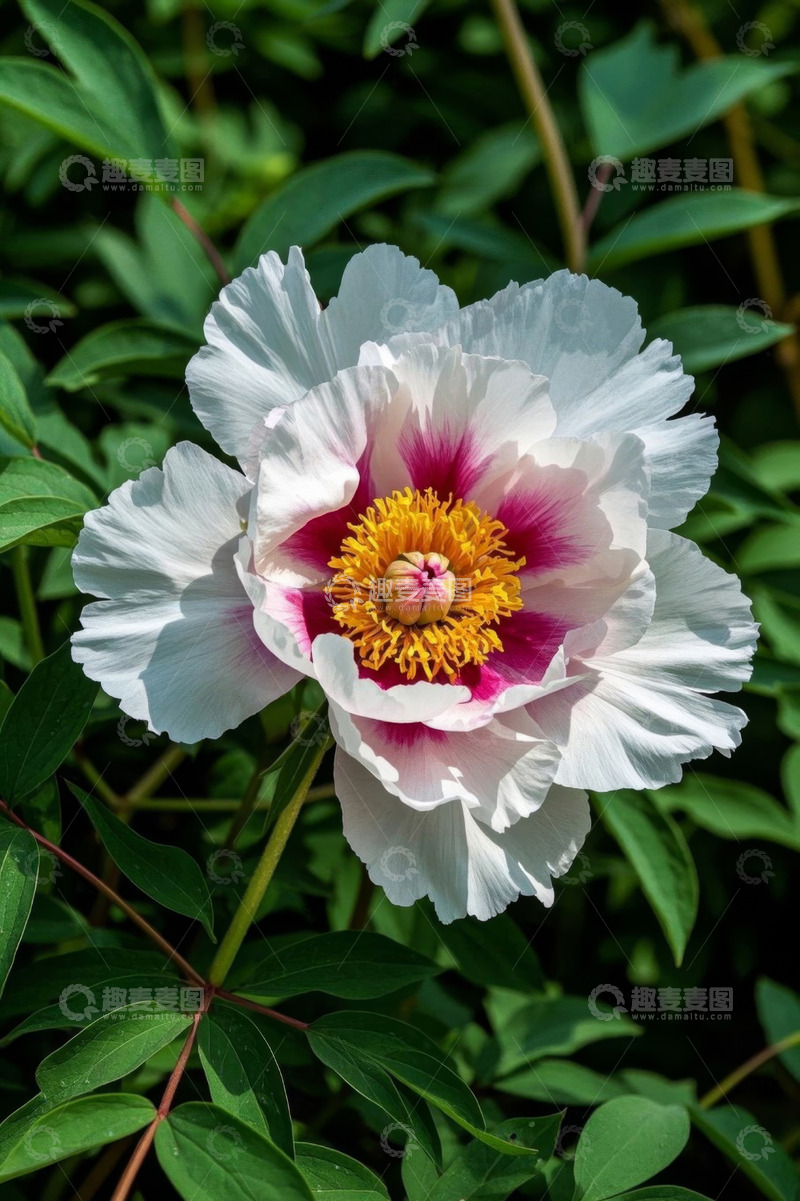 高清大图下载【趣麦麦图】盛开的白色牡丹特写