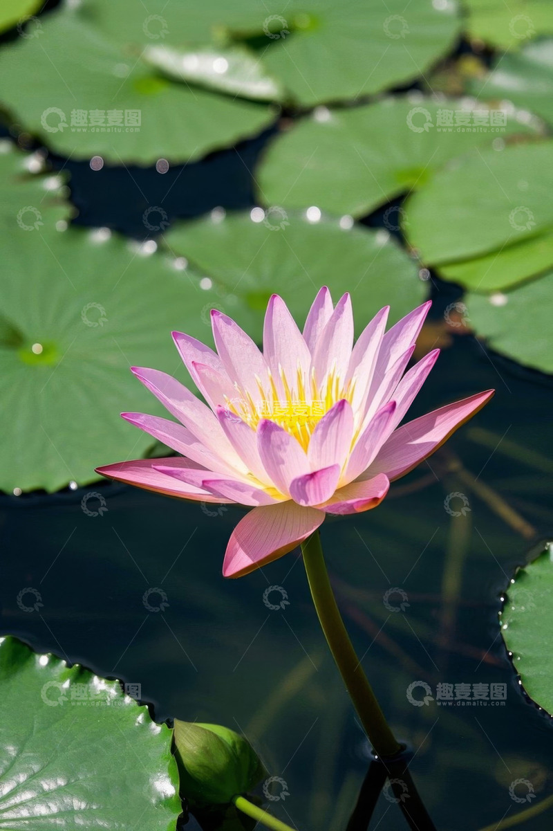 高清大图下载【趣麦麦图】池塘中盛开的粉色睡莲