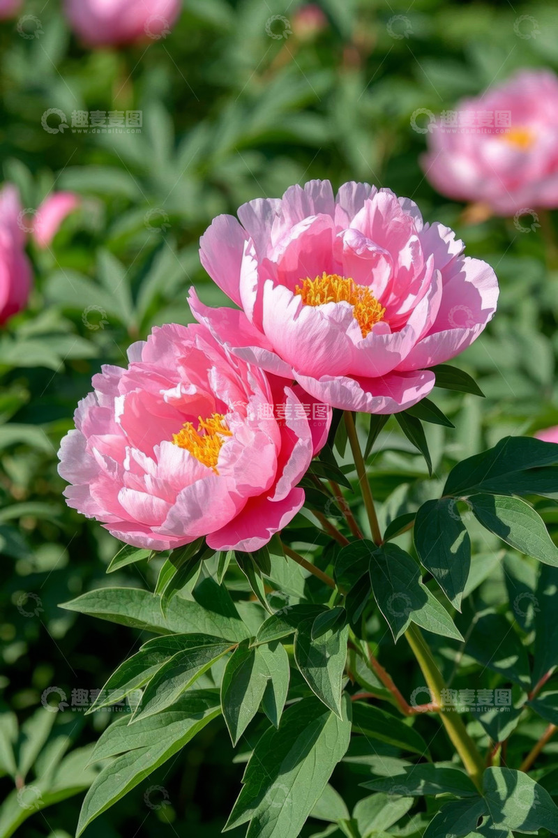 高清大图下载【趣麦麦图】盛开的粉色牡丹花特写