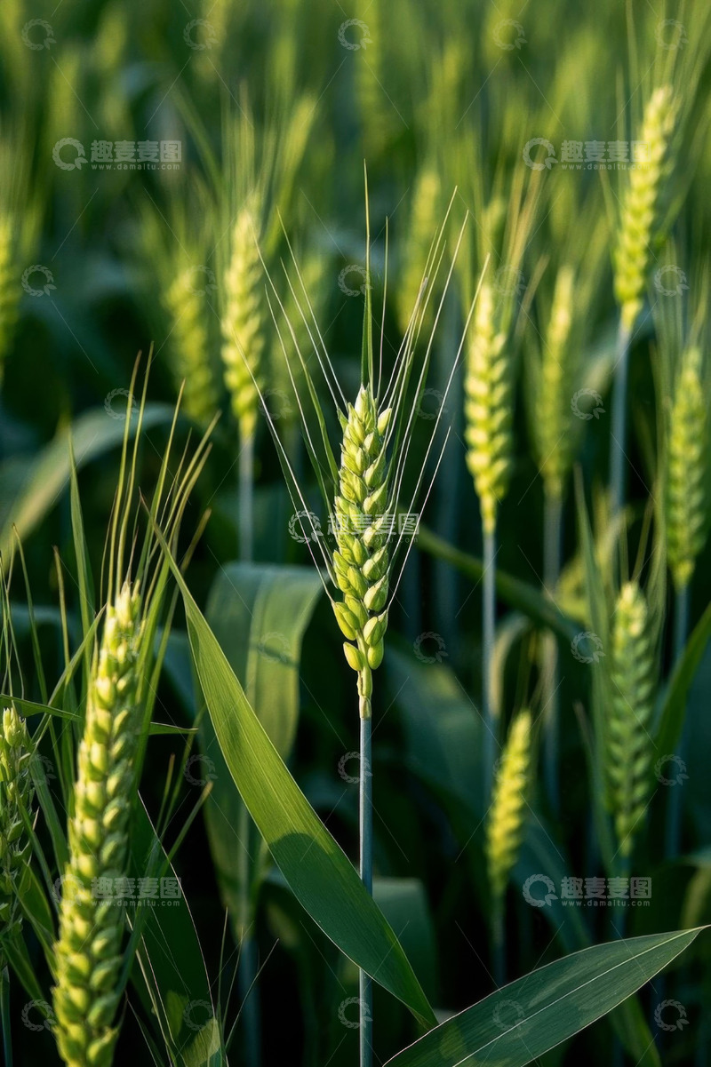 高清大图下载【趣麦麦图】特写小麦植株自然生长景象