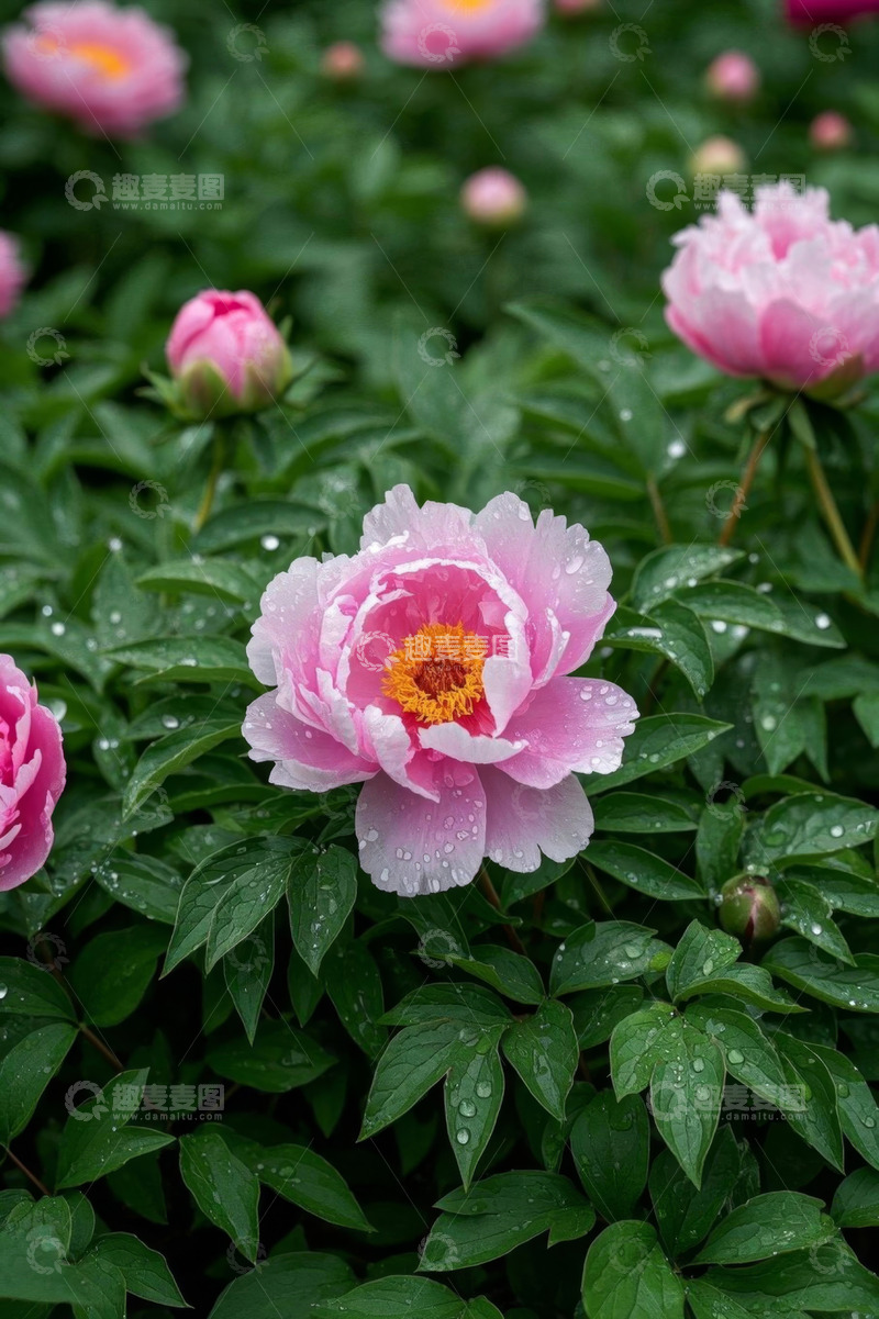 高清大图下载【趣麦麦图】带露珠的粉色牡丹花特写