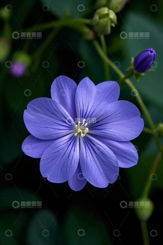 特写蓝色花朵与花苞