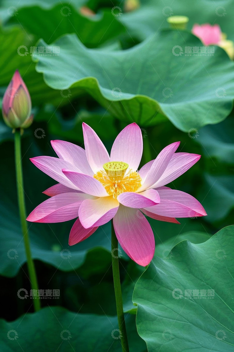 高清大图下载【趣麦麦图】盛开的粉色荷花与荷叶