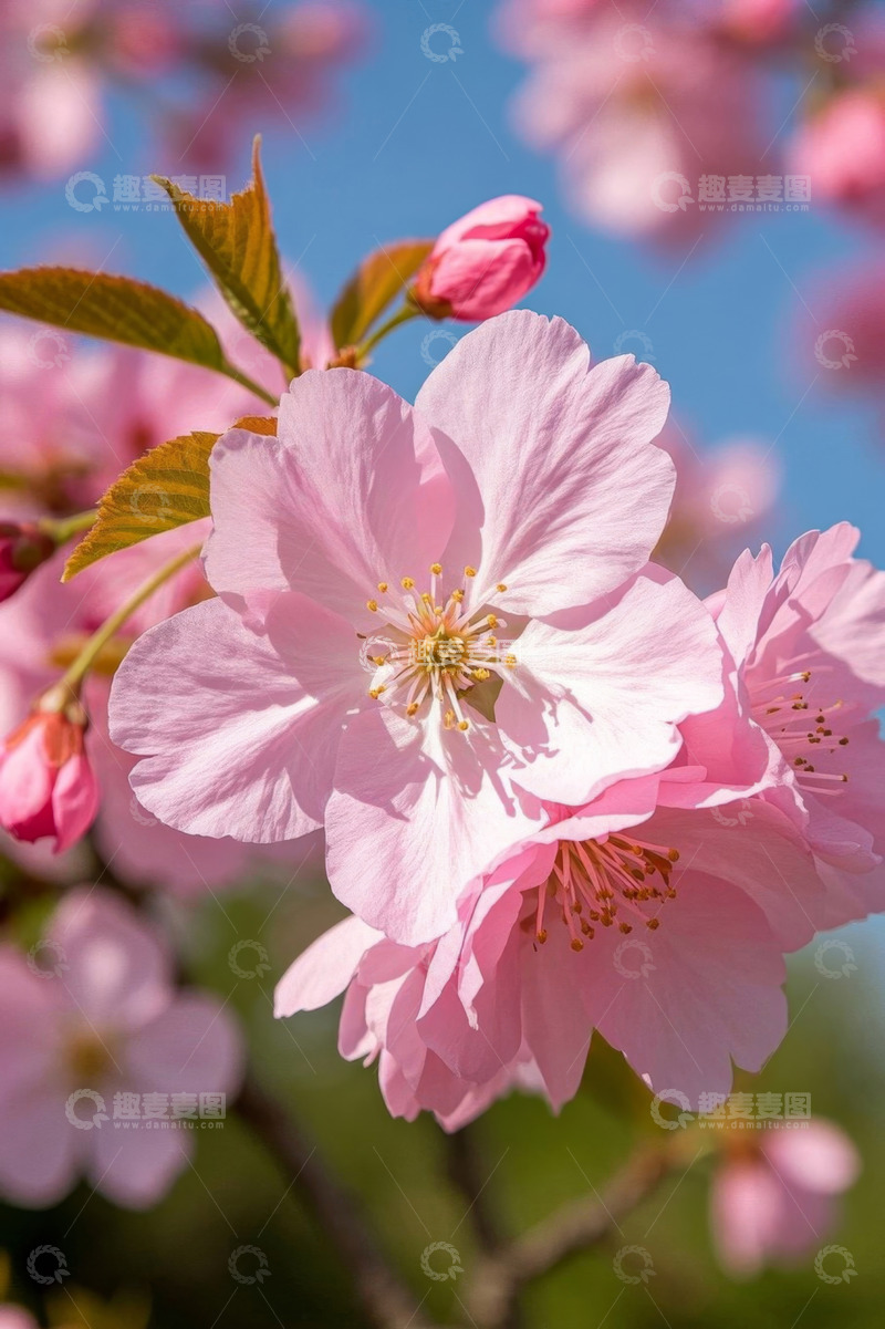 高清大图下载【趣麦麦图】盛开的粉色樱花特写