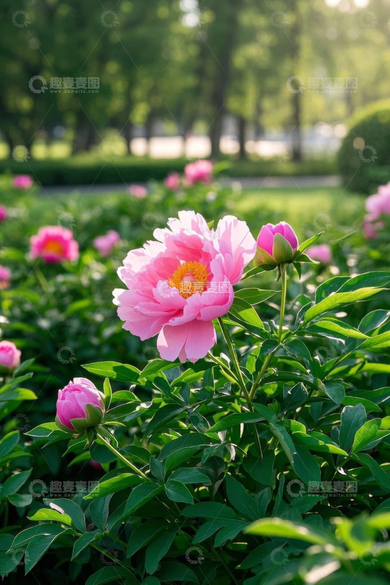 高清大图下载【趣麦麦图】盛开的粉色牡丹花