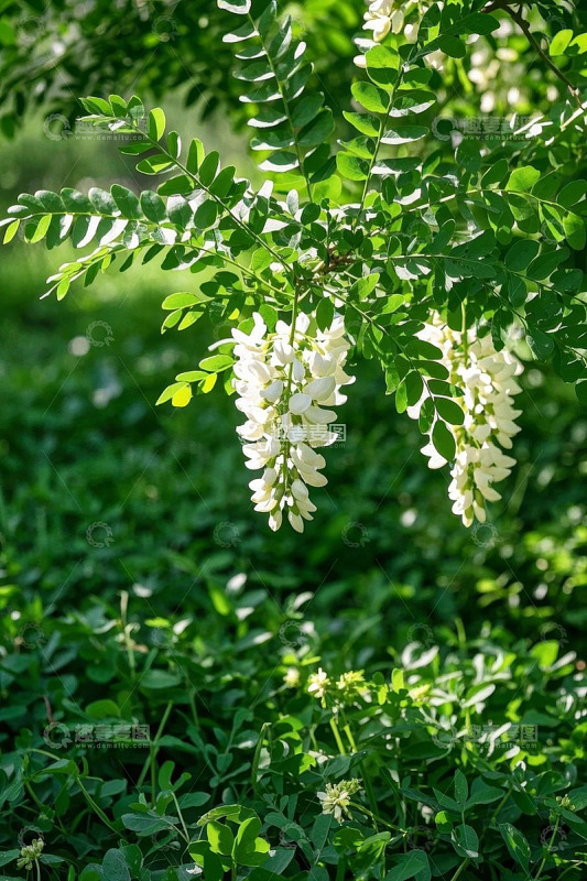 阳光下的白色槐花与绿叶