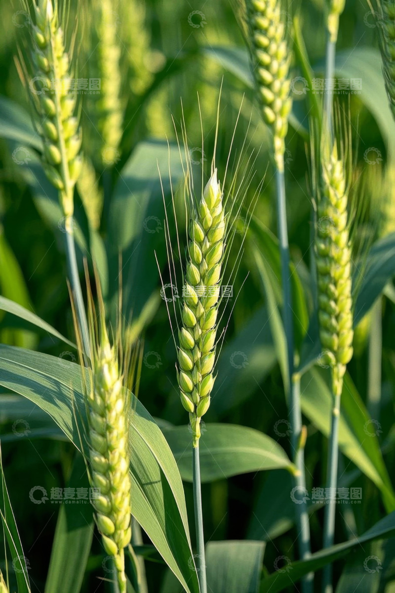 高清大图下载【趣麦麦图】绿色小麦特写