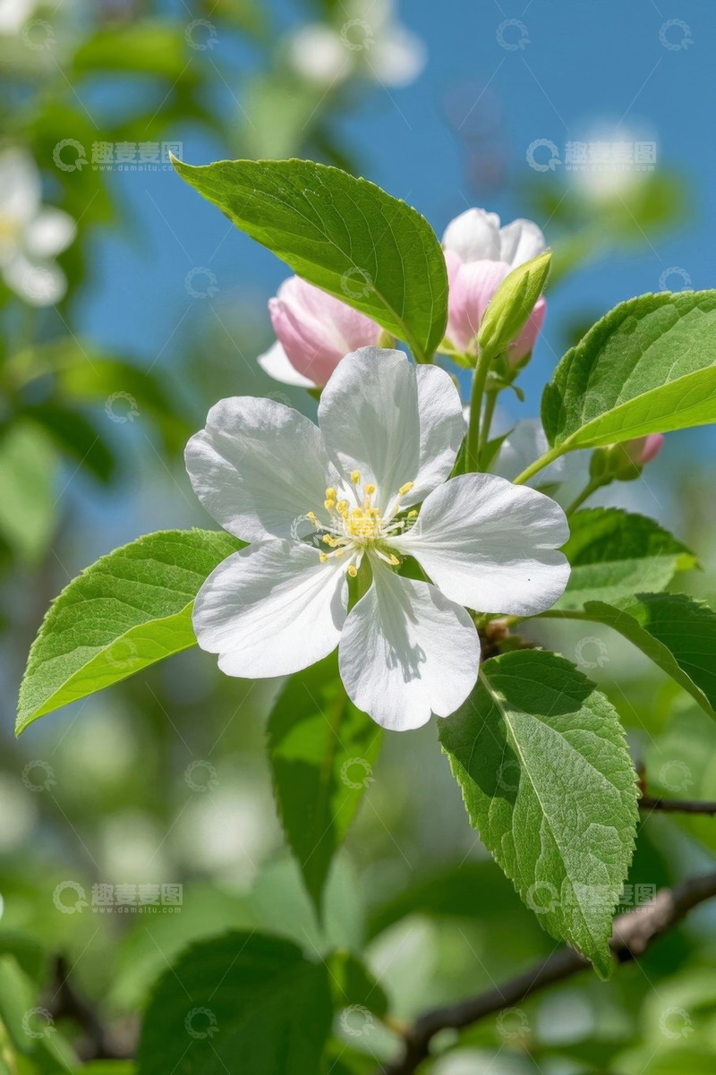 高清大图下载【趣麦麦图】盛开的白色花朵与绿叶