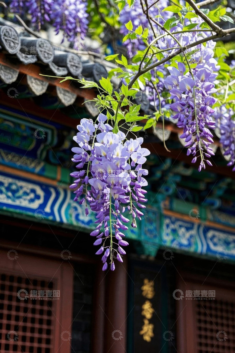 古建筑前垂挂的紫色紫藤花
