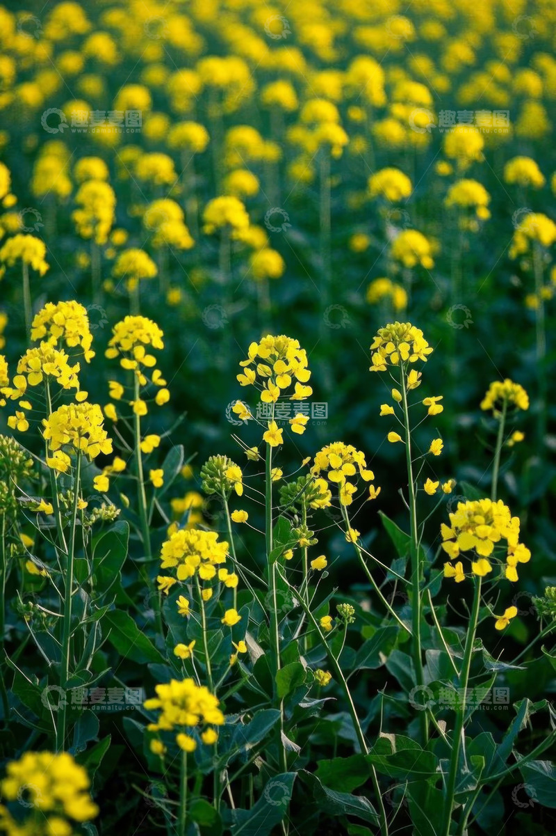 高清大图下载【趣麦麦图】黄色油菜花田自然风光