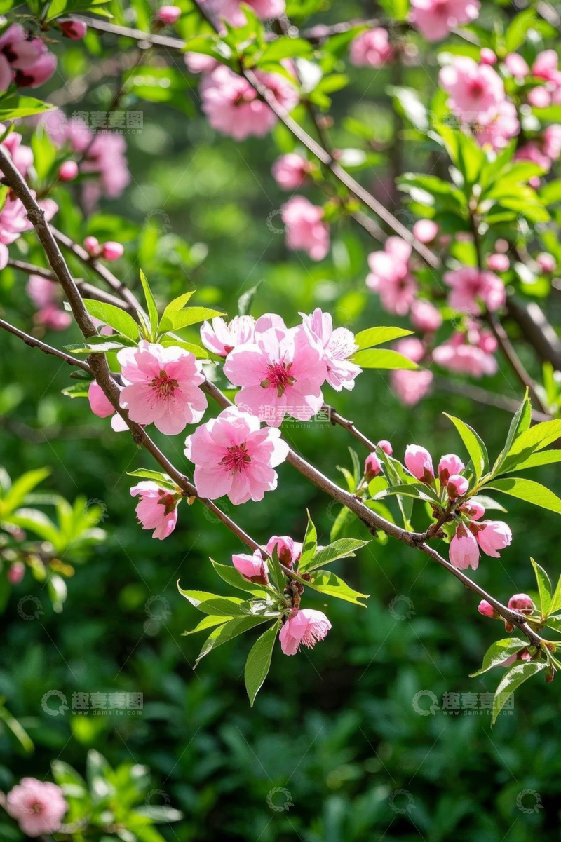 高清大图下载【趣麦麦图】盛开的粉色桃花