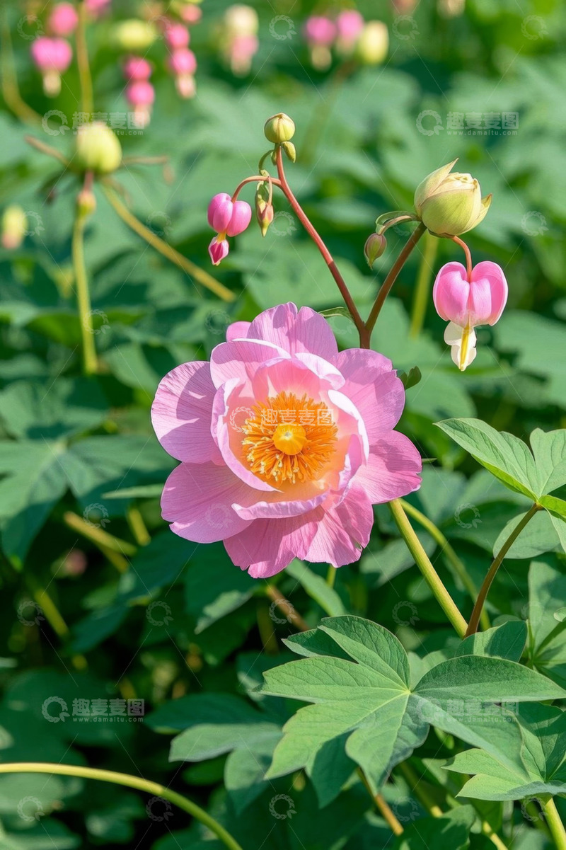 高清大图下载【趣麦麦图】粉色花朵特写