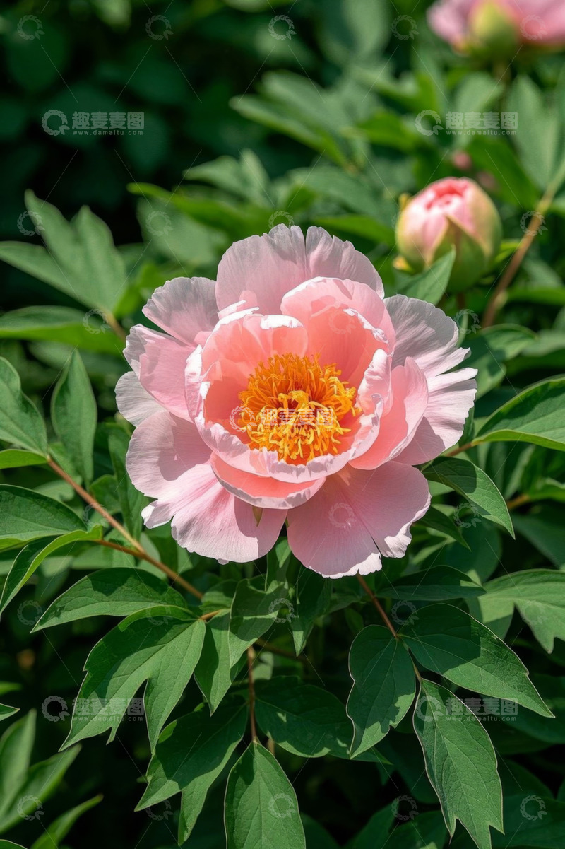 高清大图下载【趣麦麦图】盛开的粉色牡丹花特写