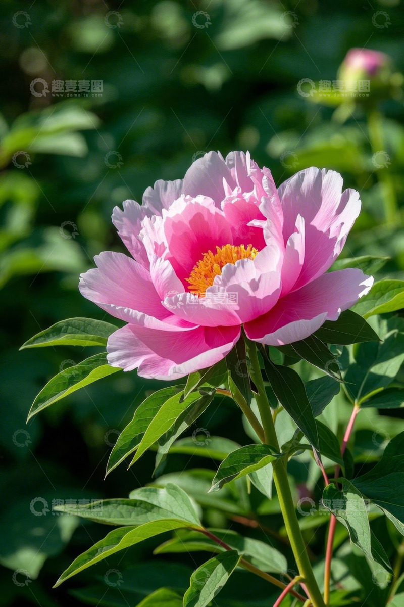 高清大图下载【趣麦麦图】盛开的粉色牡丹花