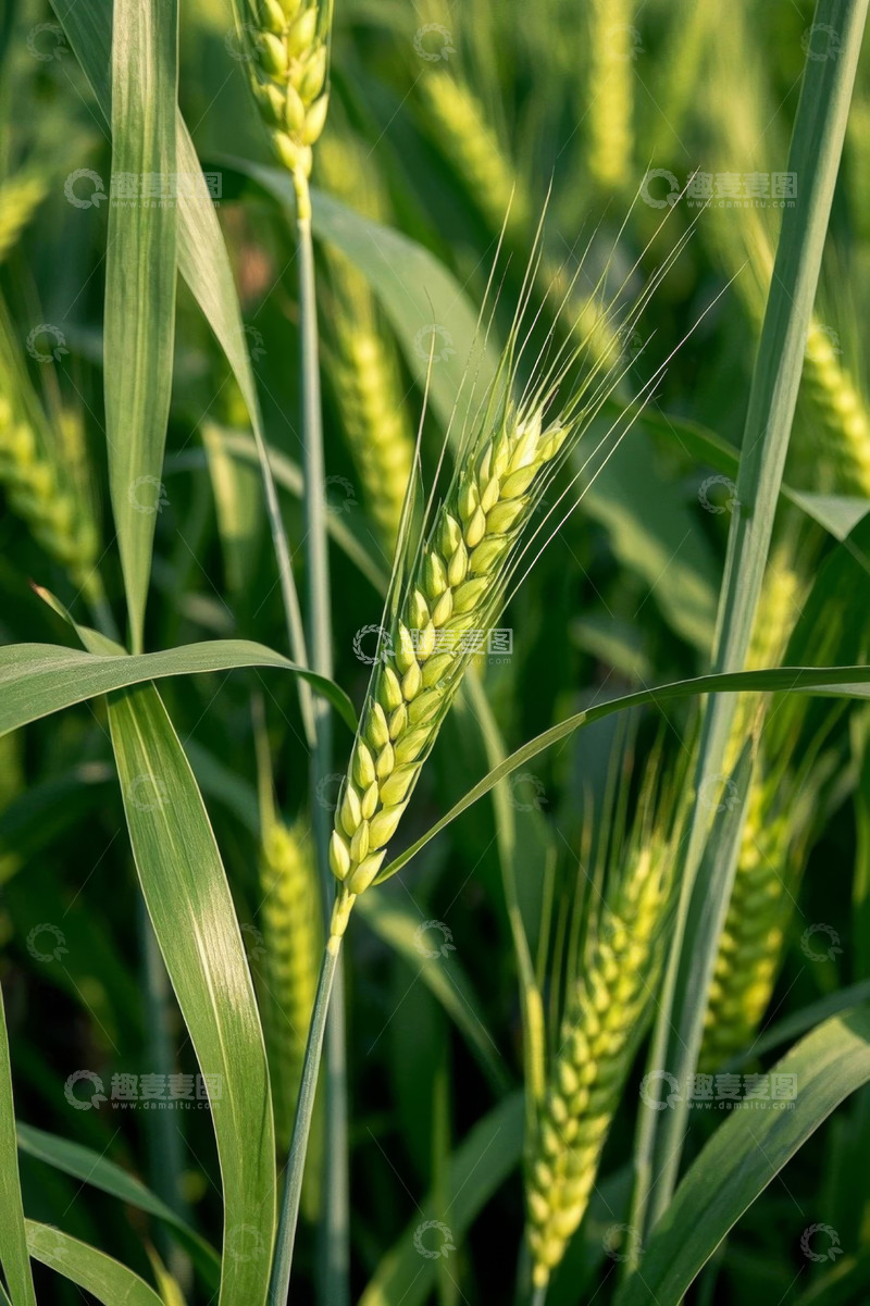 高清大图下载【趣麦麦图】生长中的绿色小麦植株