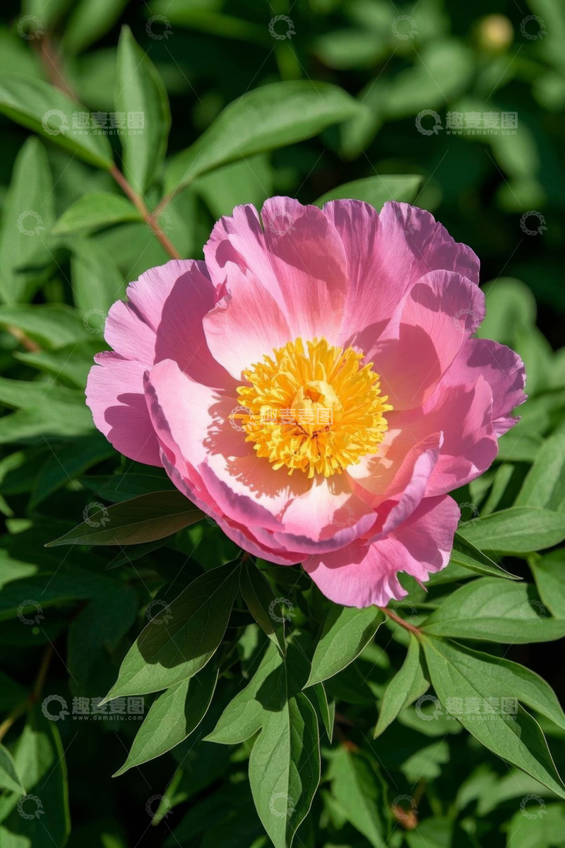 高清大图下载【趣麦麦图】盛开的粉色牡丹花特写