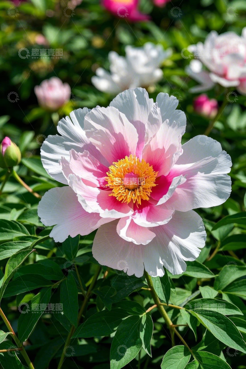高清大图下载【趣麦麦图】盛开的粉色牡丹花特写