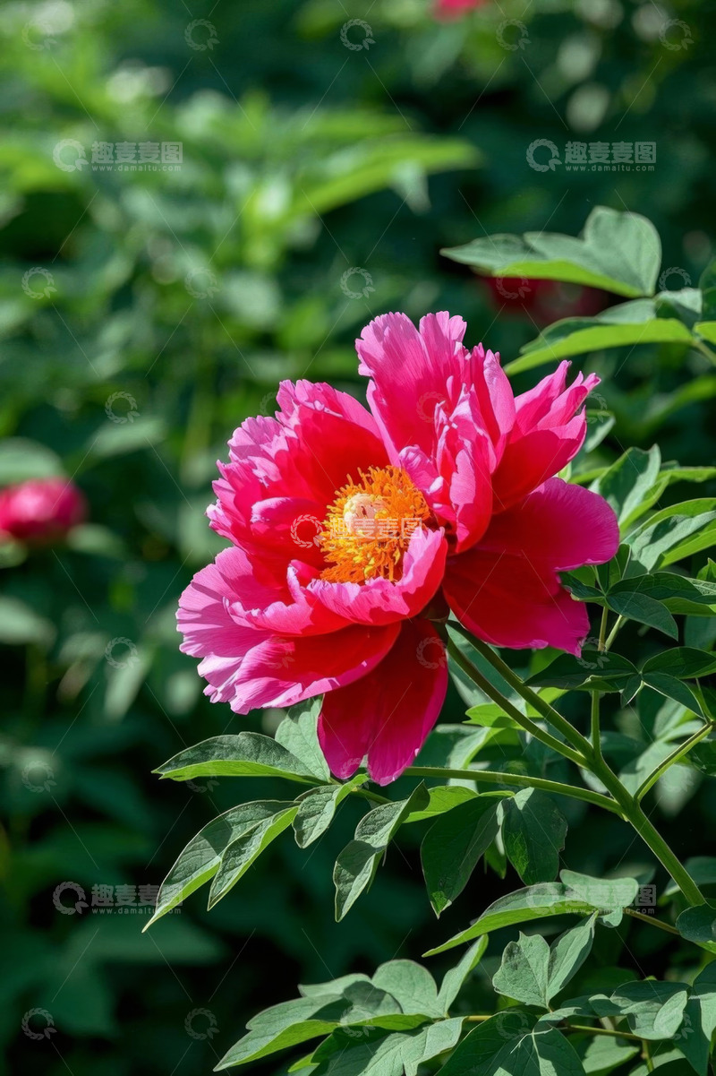 高清大图下载【趣麦麦图】盛开的粉红色牡丹花特写