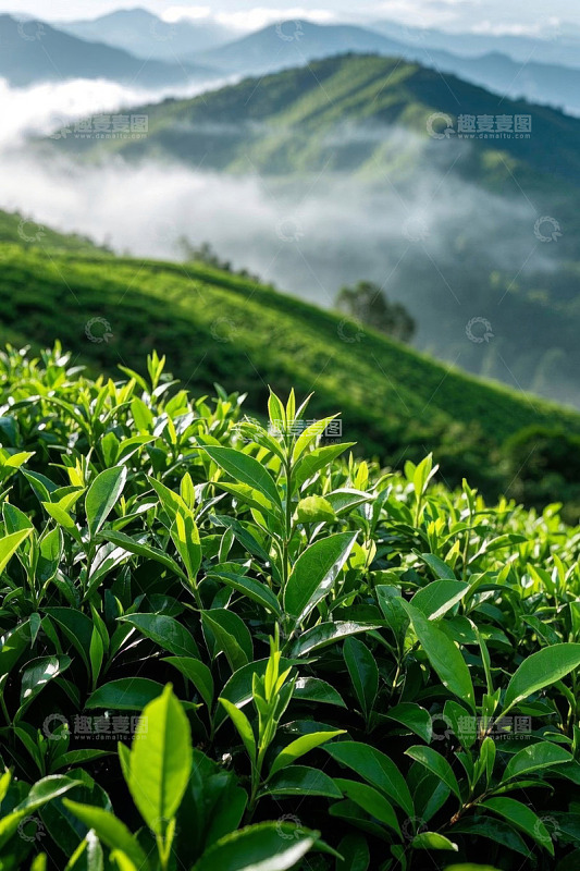 山间翠绿茶园景色