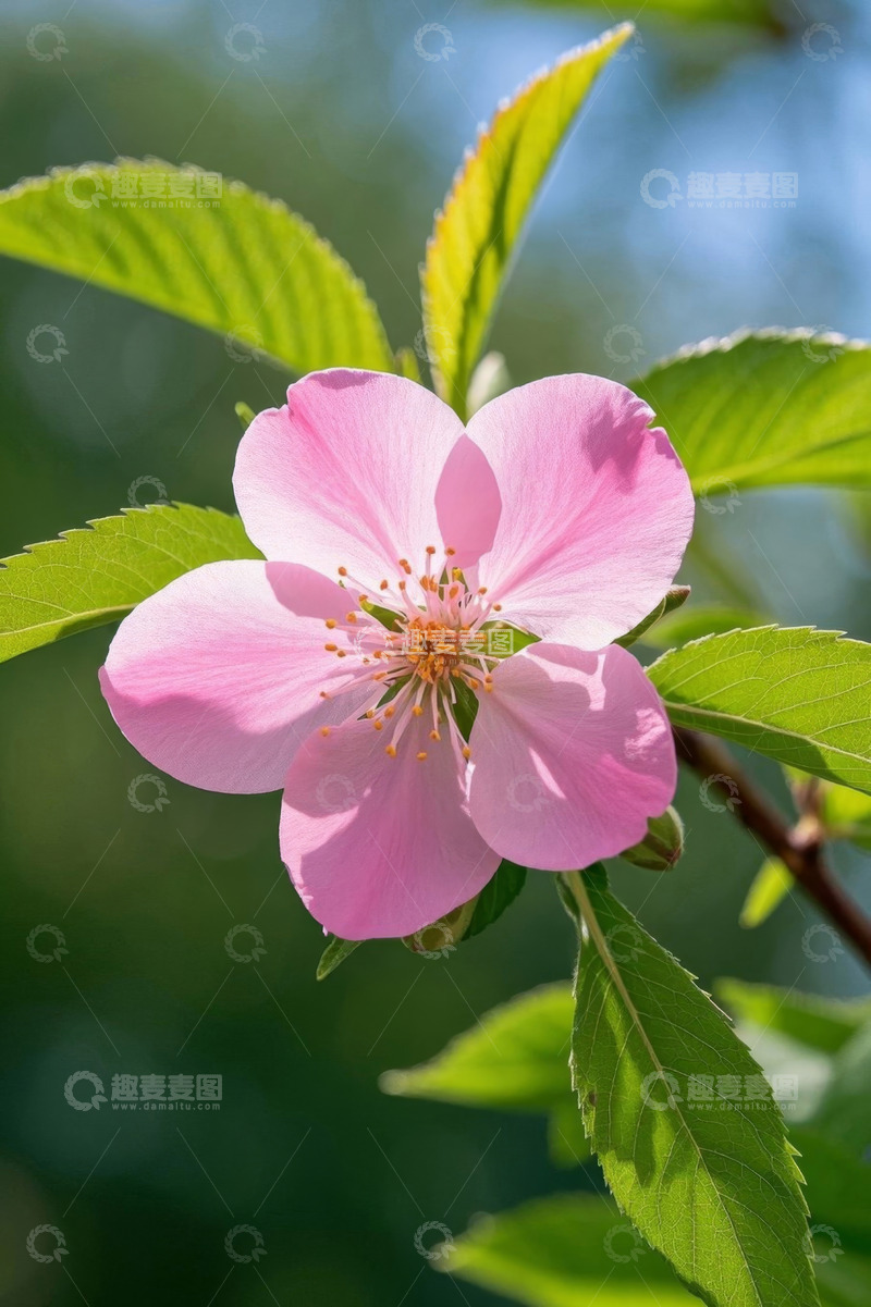 高清大图下载【趣麦麦图】粉色花朵特写