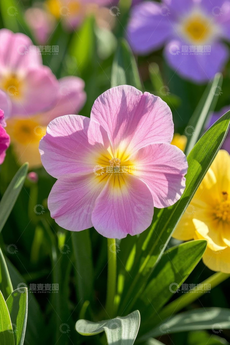 高清大图下载【趣麦麦图】多彩花卉特写