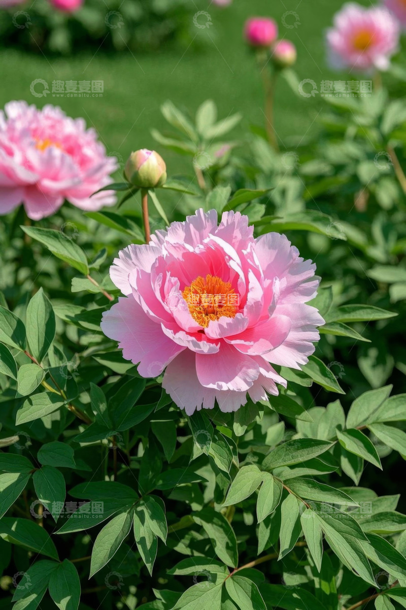 高清大图下载【趣麦麦图】盛开的粉色牡丹花
