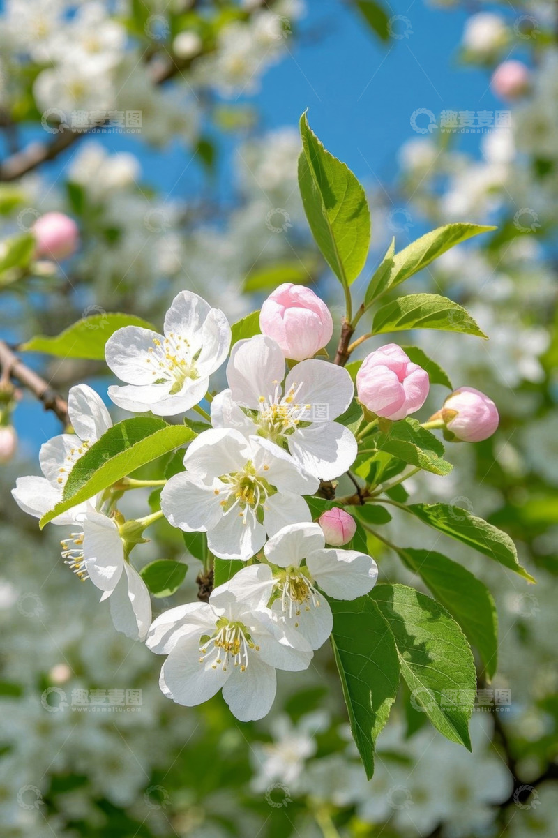 高清大图下载【趣麦麦图】枝头绽放的白色花朵与绿叶