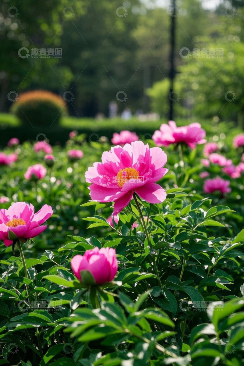 高清大图下载【趣麦麦图】盛开的粉色牡丹花