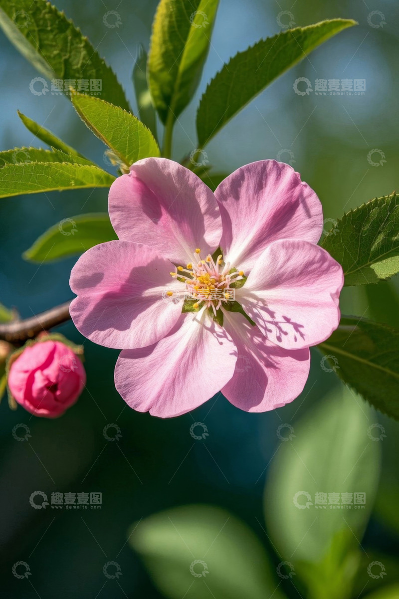 高清大图下载【趣麦麦图】特写粉色花朵与绿叶