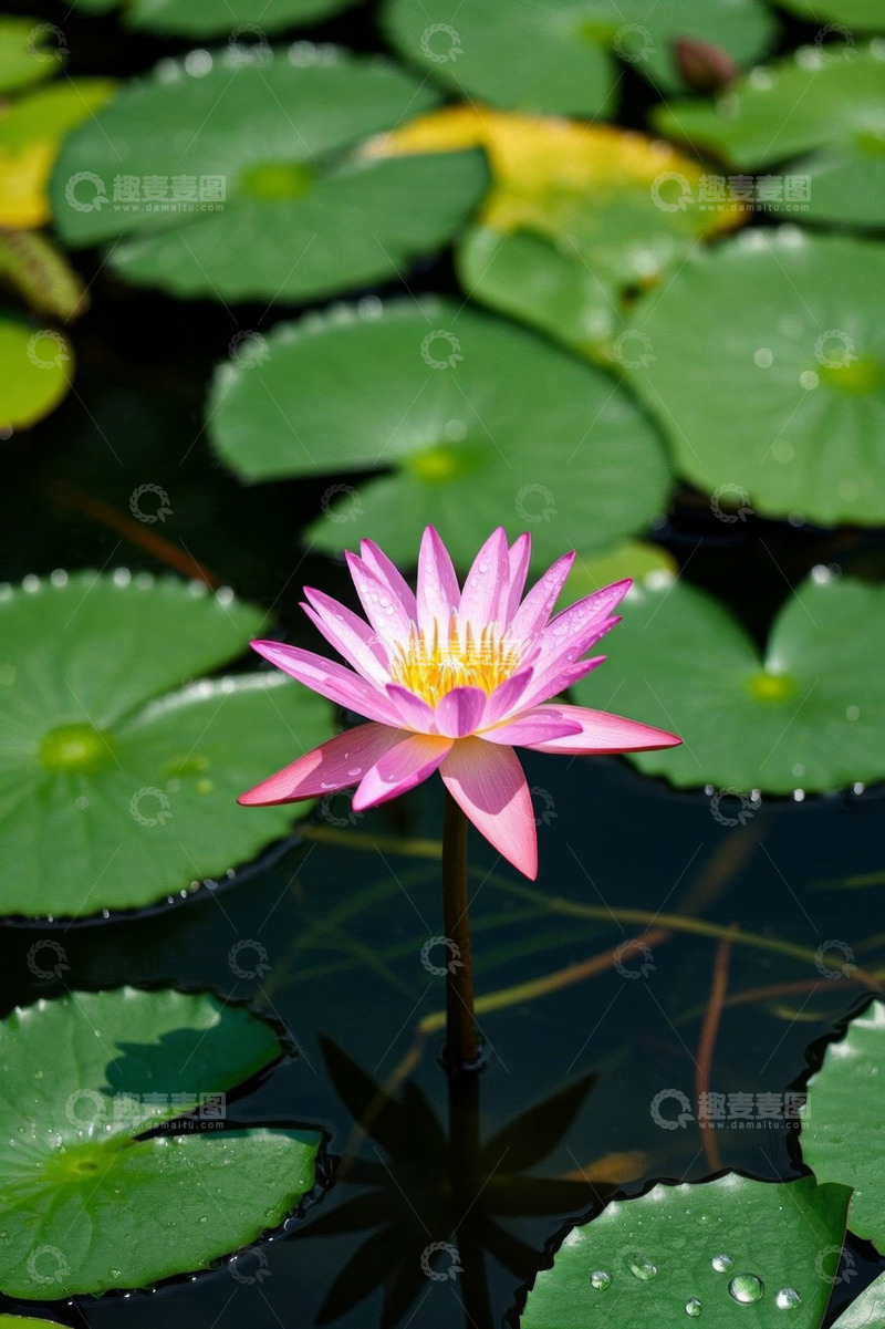 高清大图下载【趣麦麦图】水中绽放的粉色睡莲特写