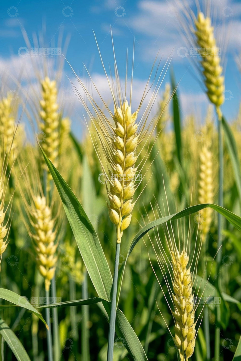 高清大图下载【趣麦麦图】成熟麦田中的金黄小麦