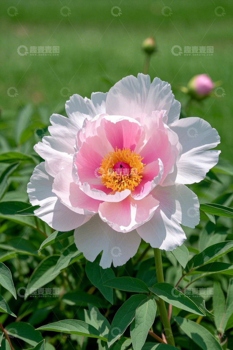 高清大图下载【趣麦麦图】盛开的粉色牡丹花特写