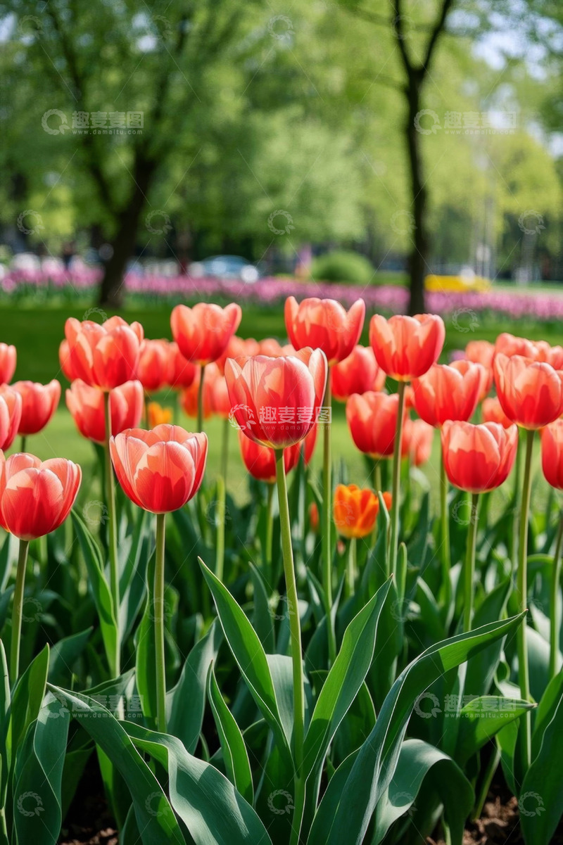 高清大图下载【趣麦麦图】盛开的红色郁金香花丛