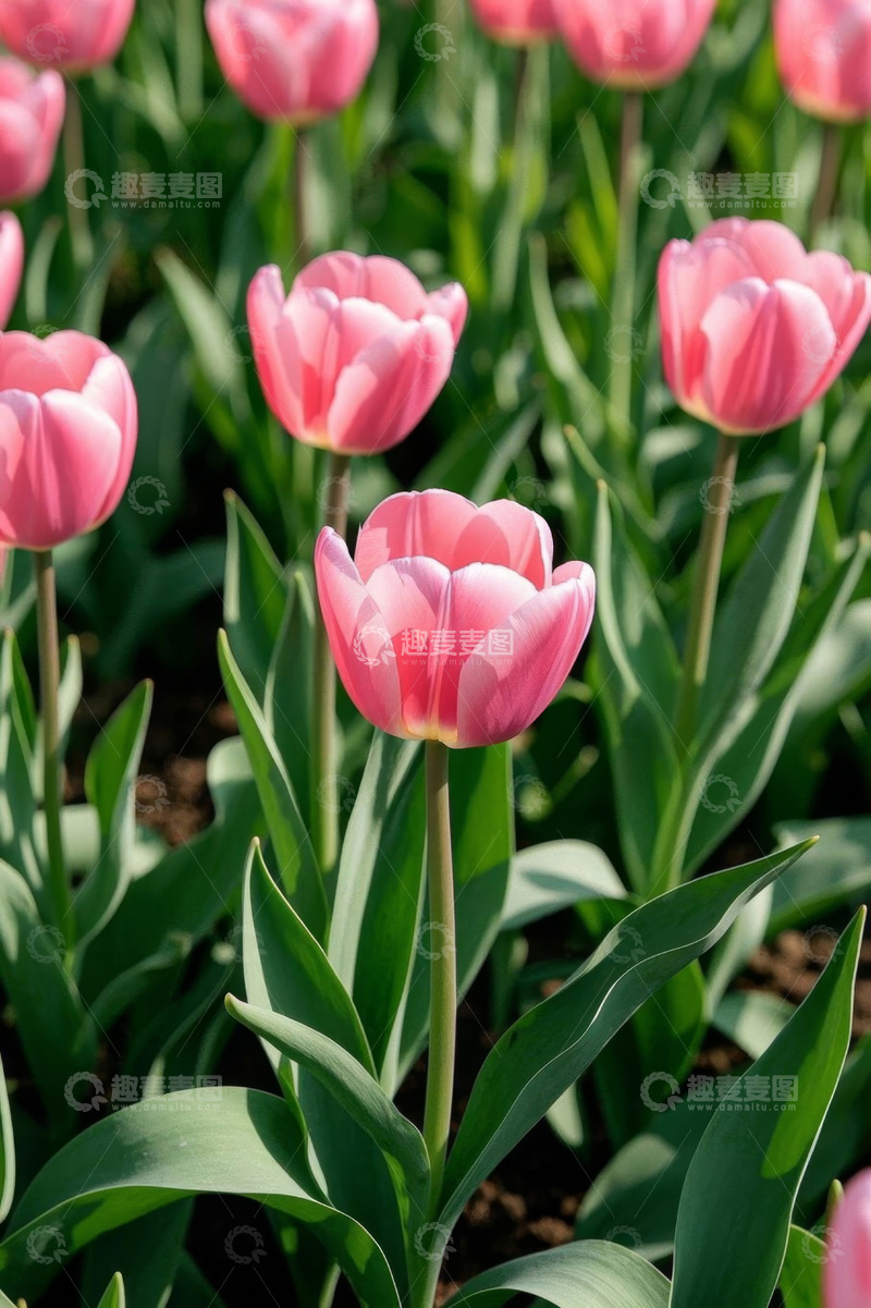 高清大图下载【趣麦麦图】粉色郁金香花丛特写