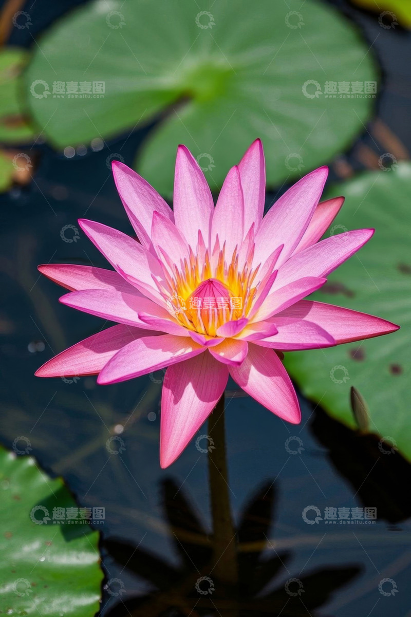 高清大图下载【趣麦麦图】粉色睡莲特写