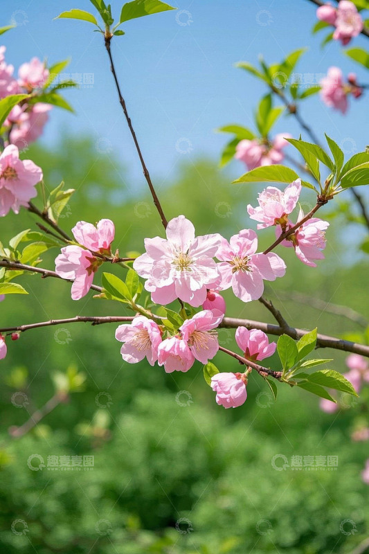 枝头绽放的粉色花朵